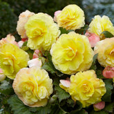 Gelbe Doppelbegonien (x5) - Begonia superba - Willemse