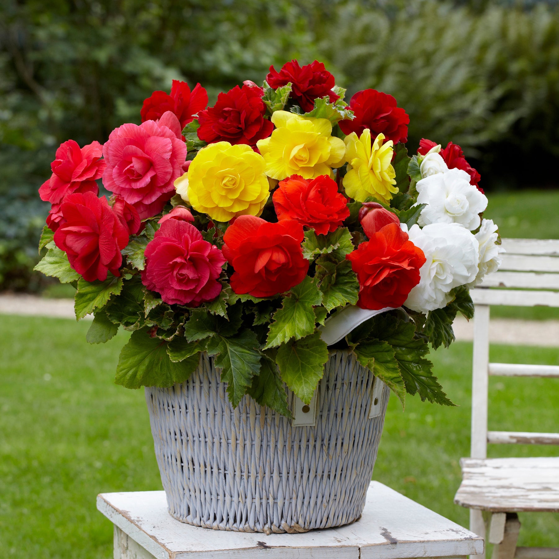 Gefüllte Begonien Mischung - Willemse