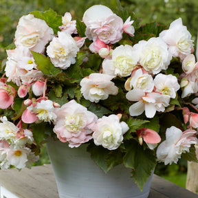 Begonie 'Angelique' (x5) - Begonia odorata angélique