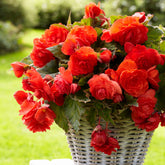 Duft-Begonie 'Red Glory' (x5) - Begonia odorata red glory - Begonien