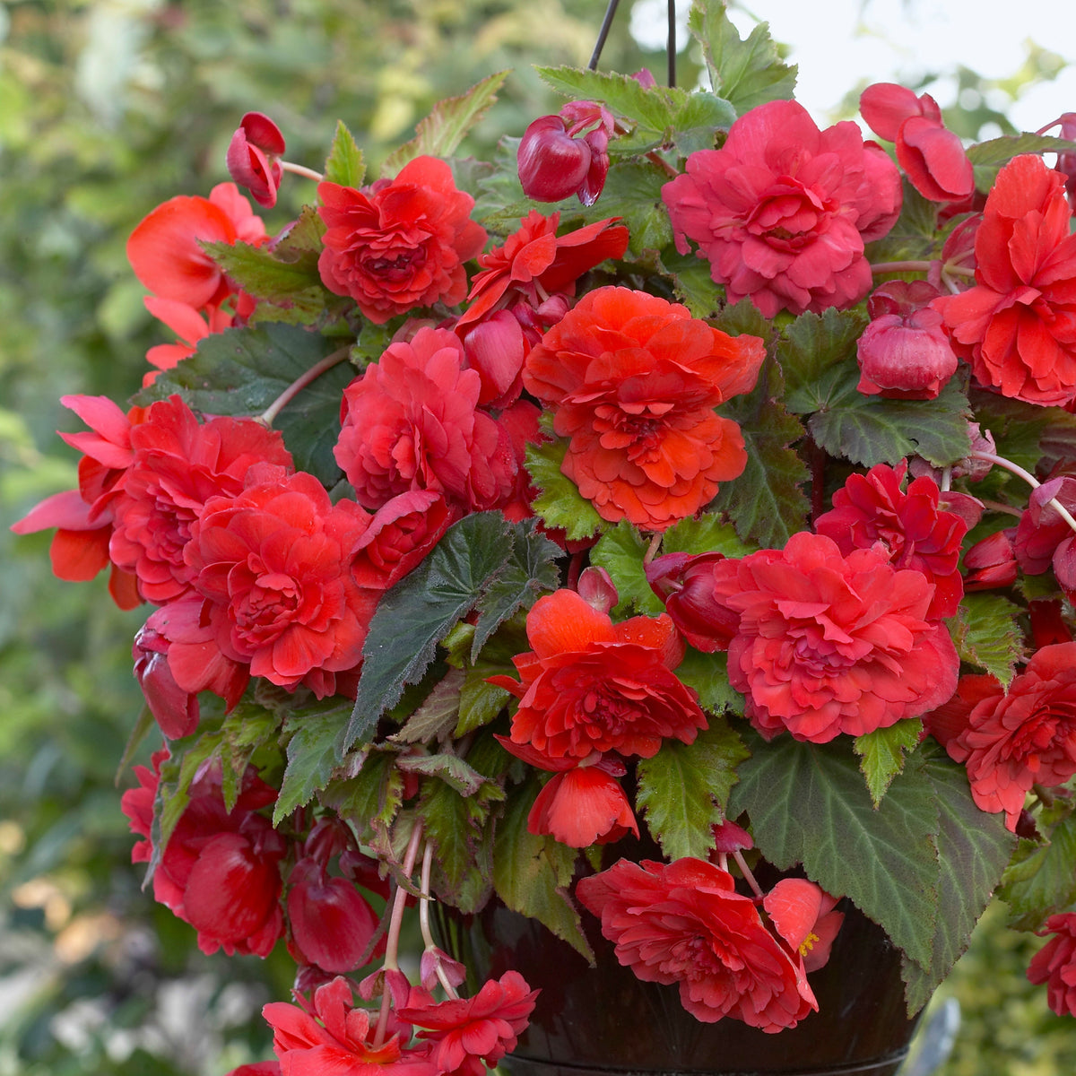 Duft-Begonie 'Red Glory' (x5) - Begonia odorata red glory