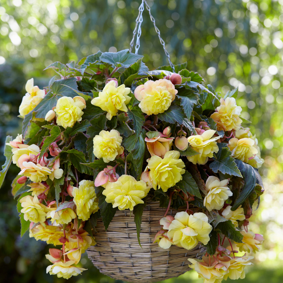 Begonie 'Sunny Dream' (x5) - Begonia odorata sunny dream