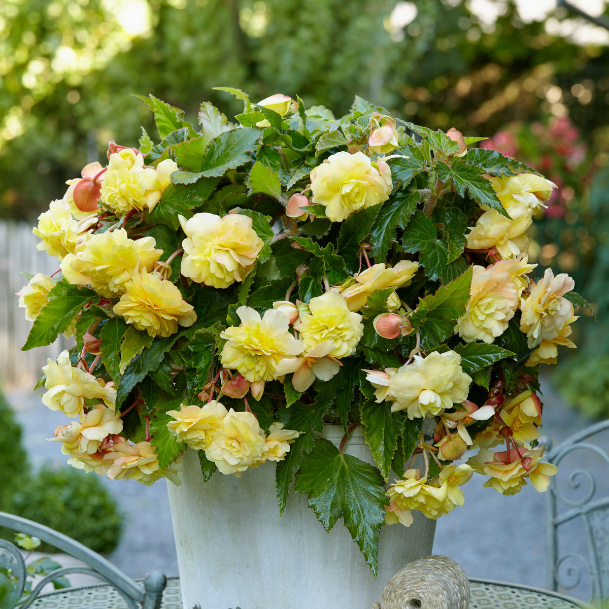 Begonie 'Sunny Dream' (x5) - Begonia odorata sunny dream