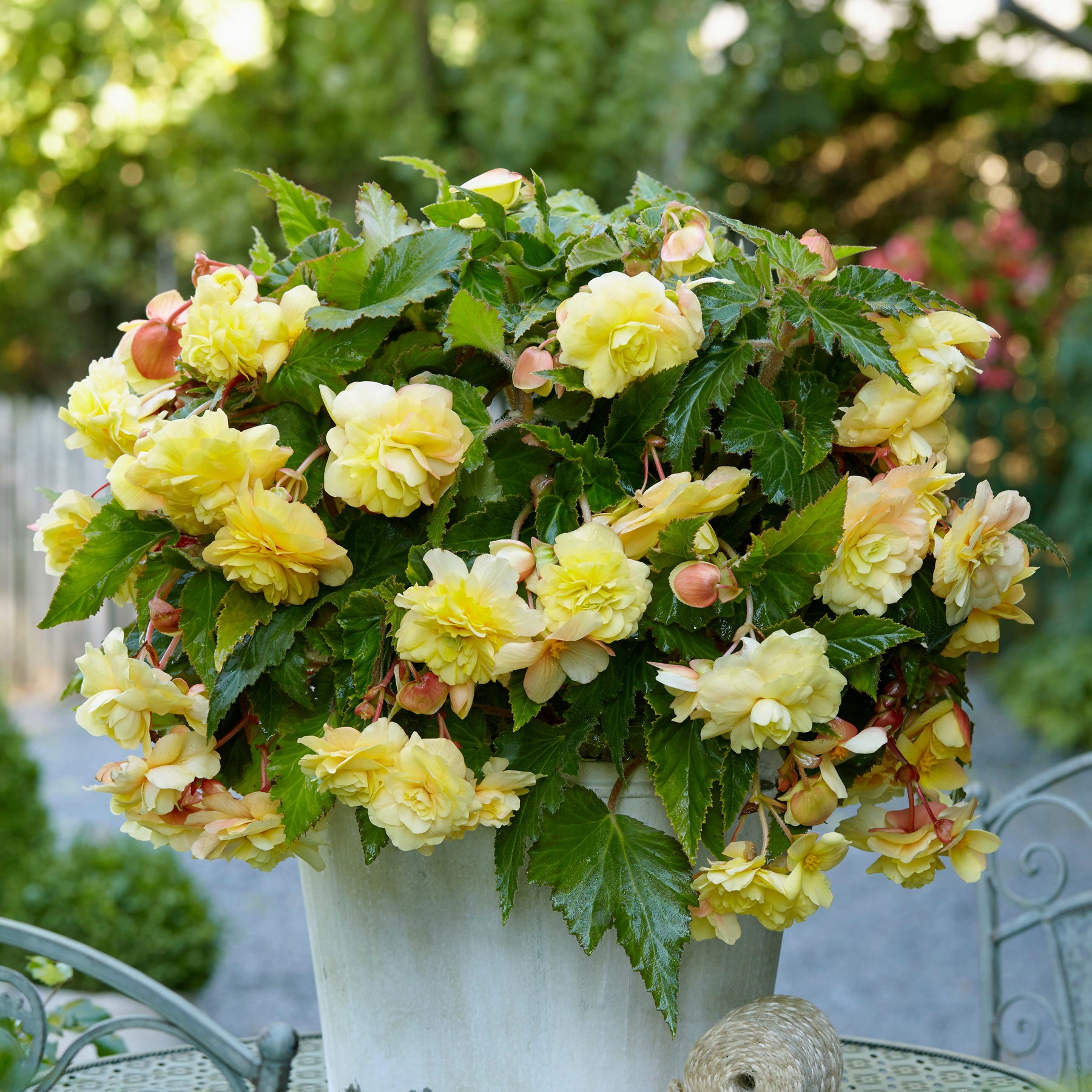 Begonie 'Sunny Dream' (x5) - Begonia odorata sunny dream