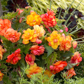 Begonie Mischung 'Picotee' (x5) - Begonia golden balcony - Begonien