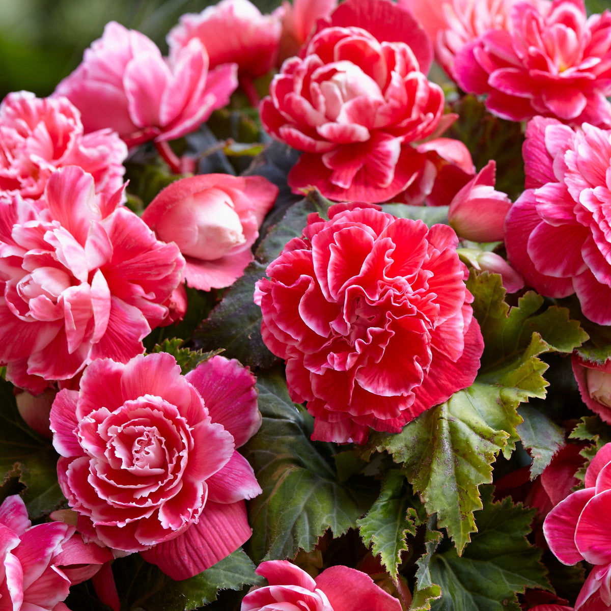 Begonia a fleurs de camélia - Begonie 'Camelia' (x5) - Begonien-Zwiebeln