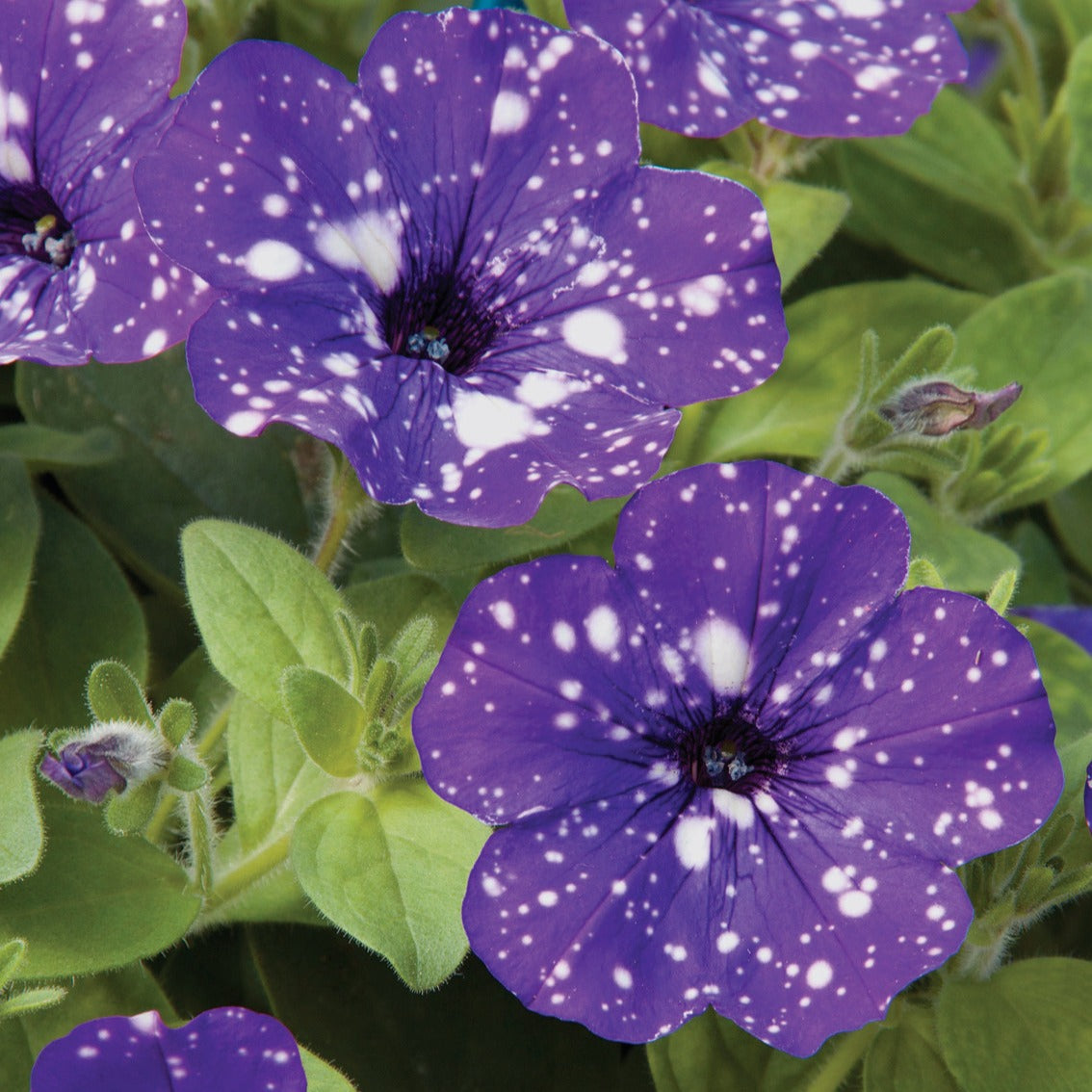 Petunia Nightsky - Petunie 'Night Sky' (x3) - Petunien und Calibrachoa