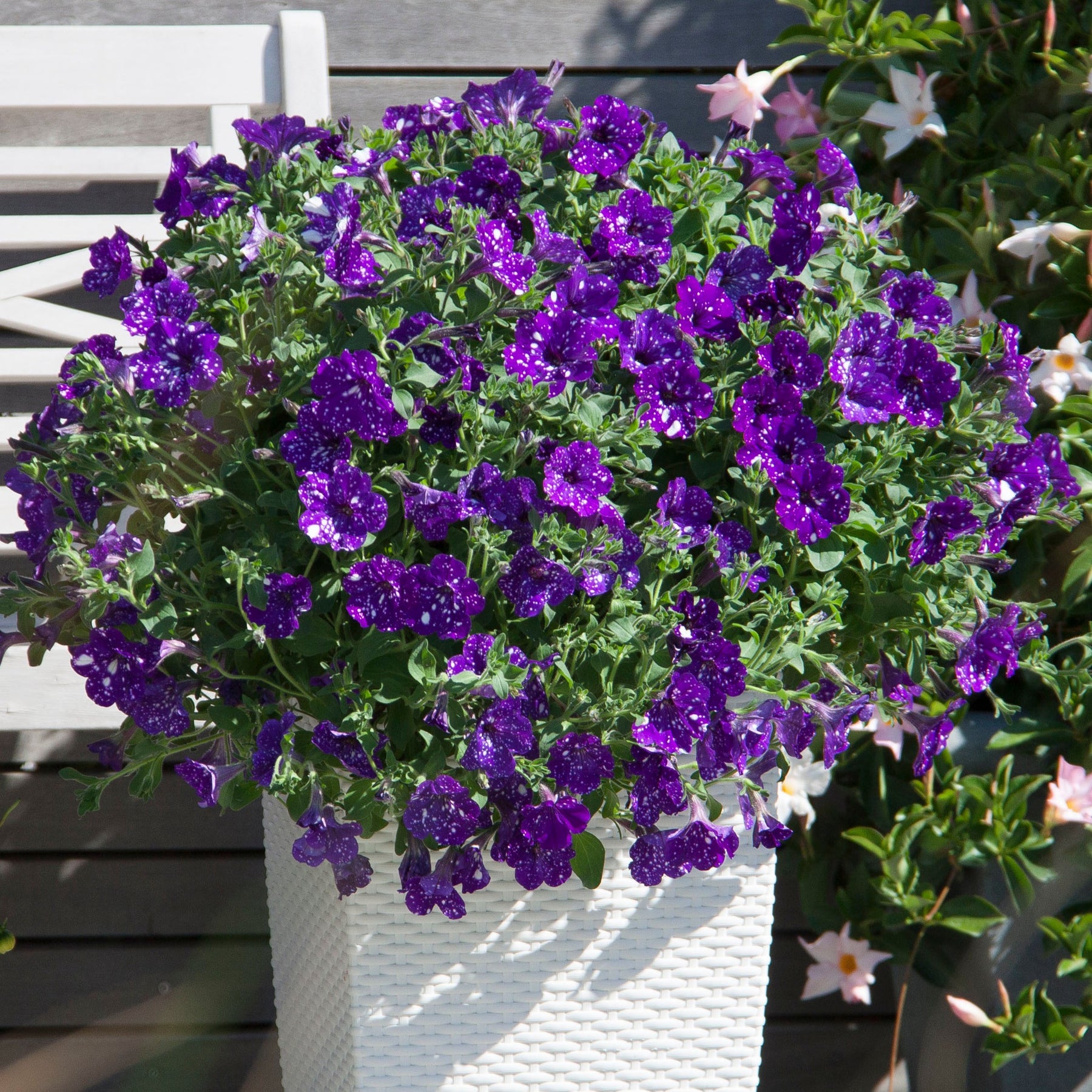 Petunien 'Night Sky' (x3) - Petunia Nightsky - Willemse