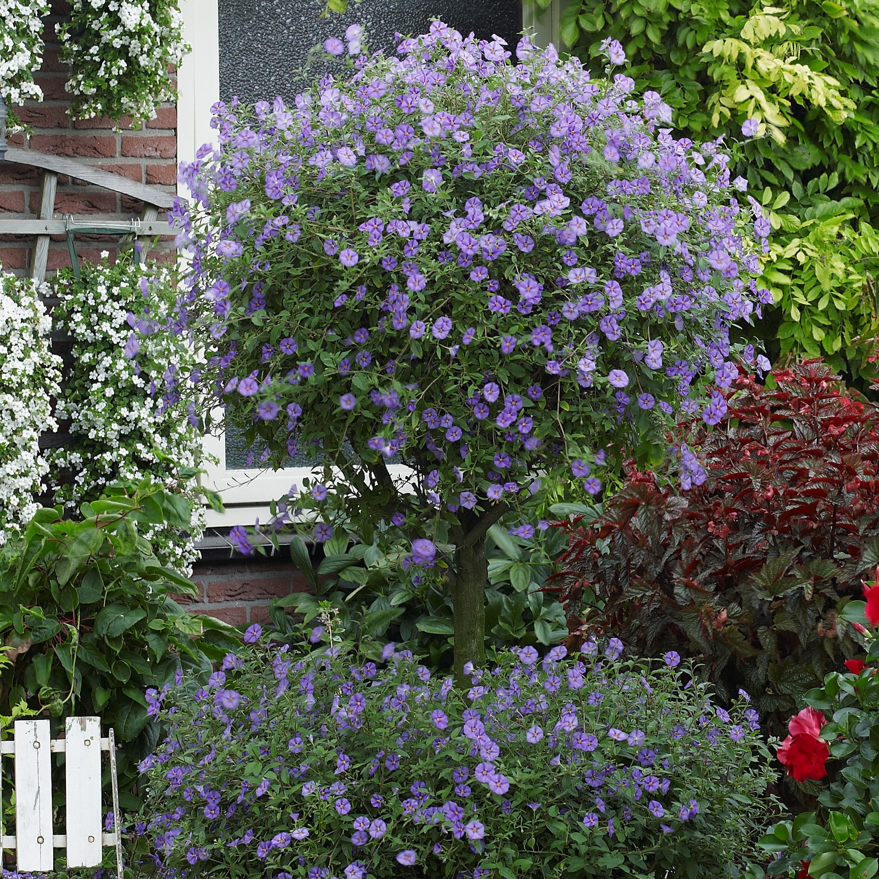 Verkauf Enzianstrauch