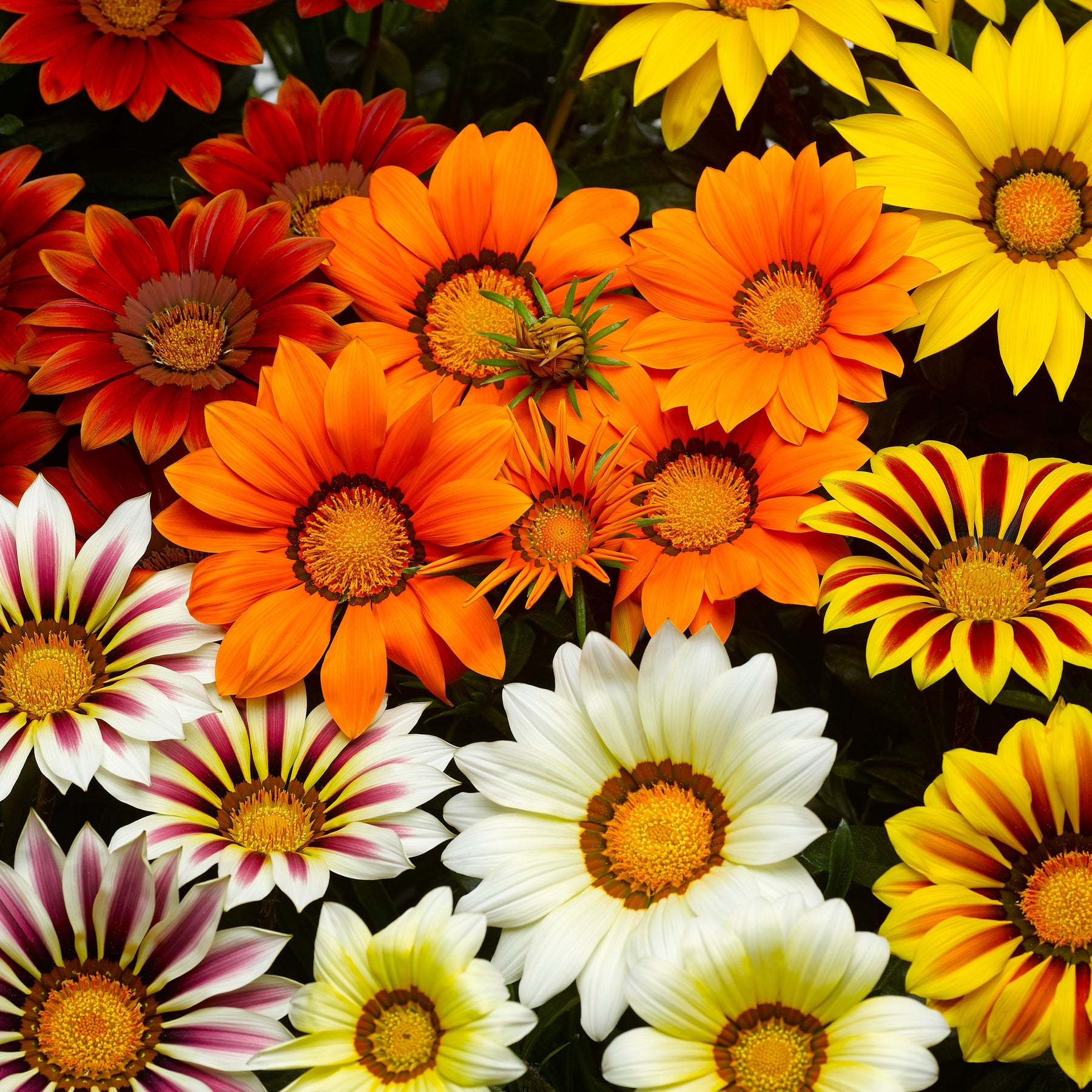 Mittagsgold Mischung (x3) - Gazania splendens - Willemse