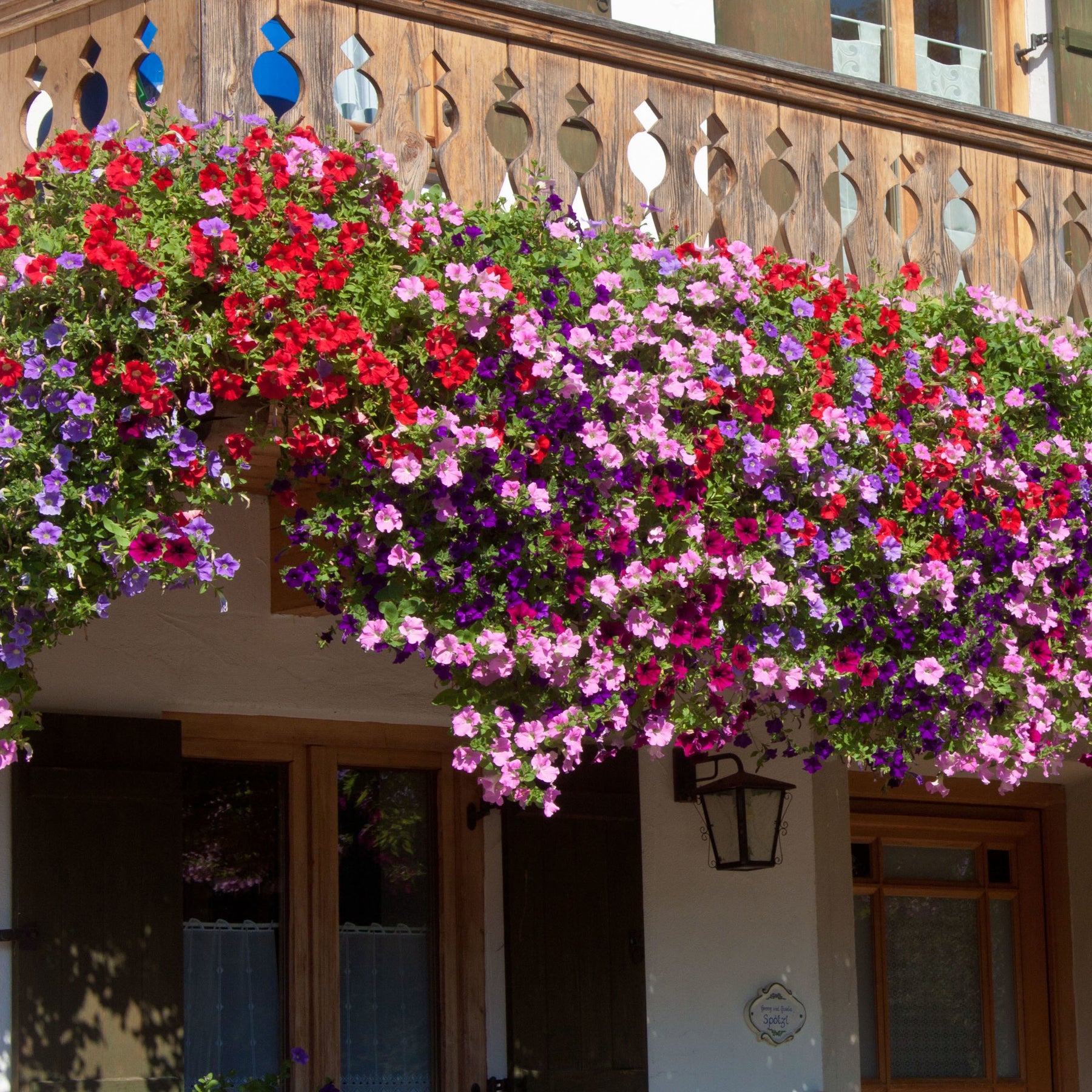 Petunien Mischung 'Alpetunia' (x3) - Petunia Alpe tunia® mix - Willemse