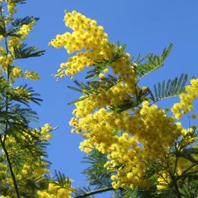 Silber-Akazie - Acacia dealbata - Willemse