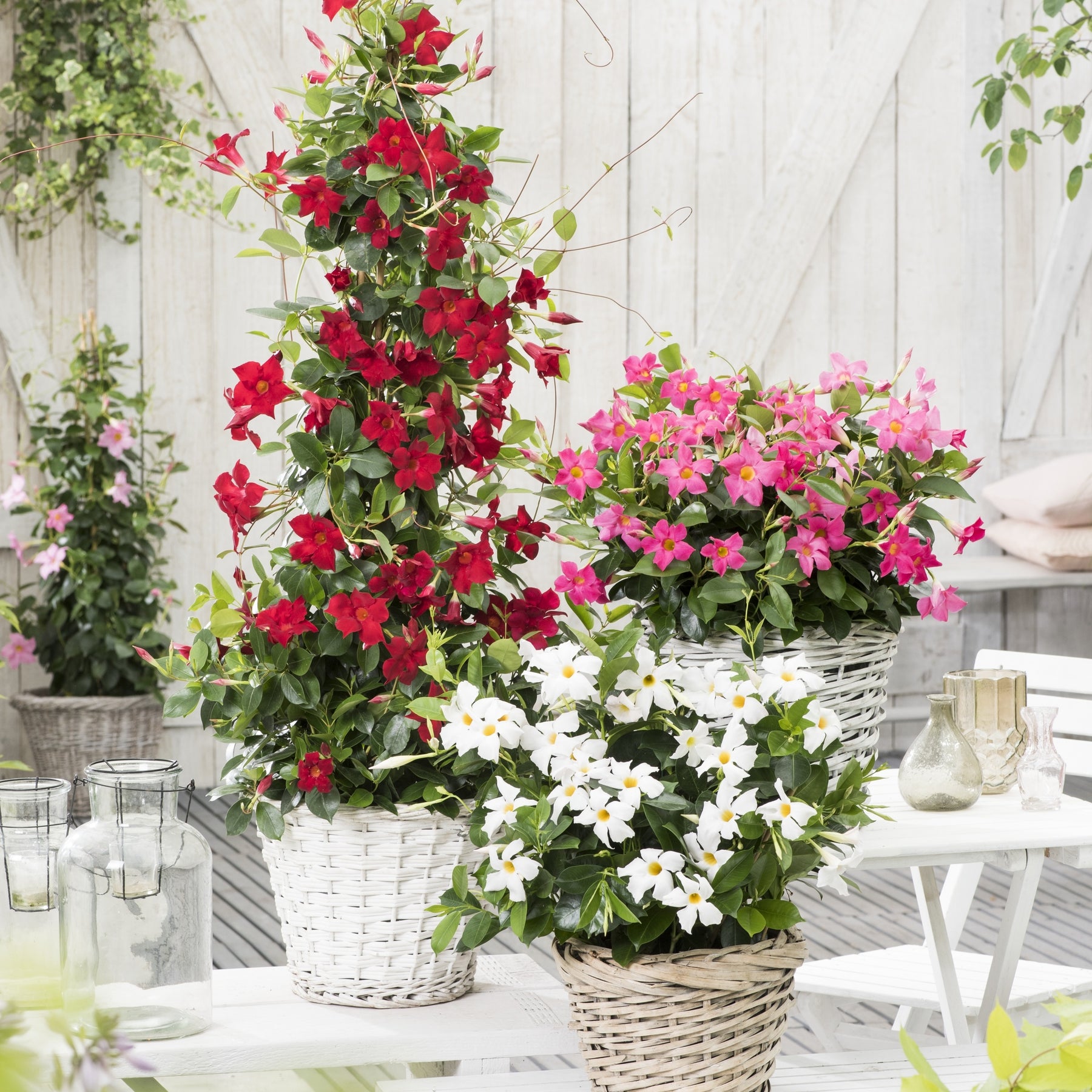 Dipladenie rot - Dipladenia - Mandevilla - Willemse