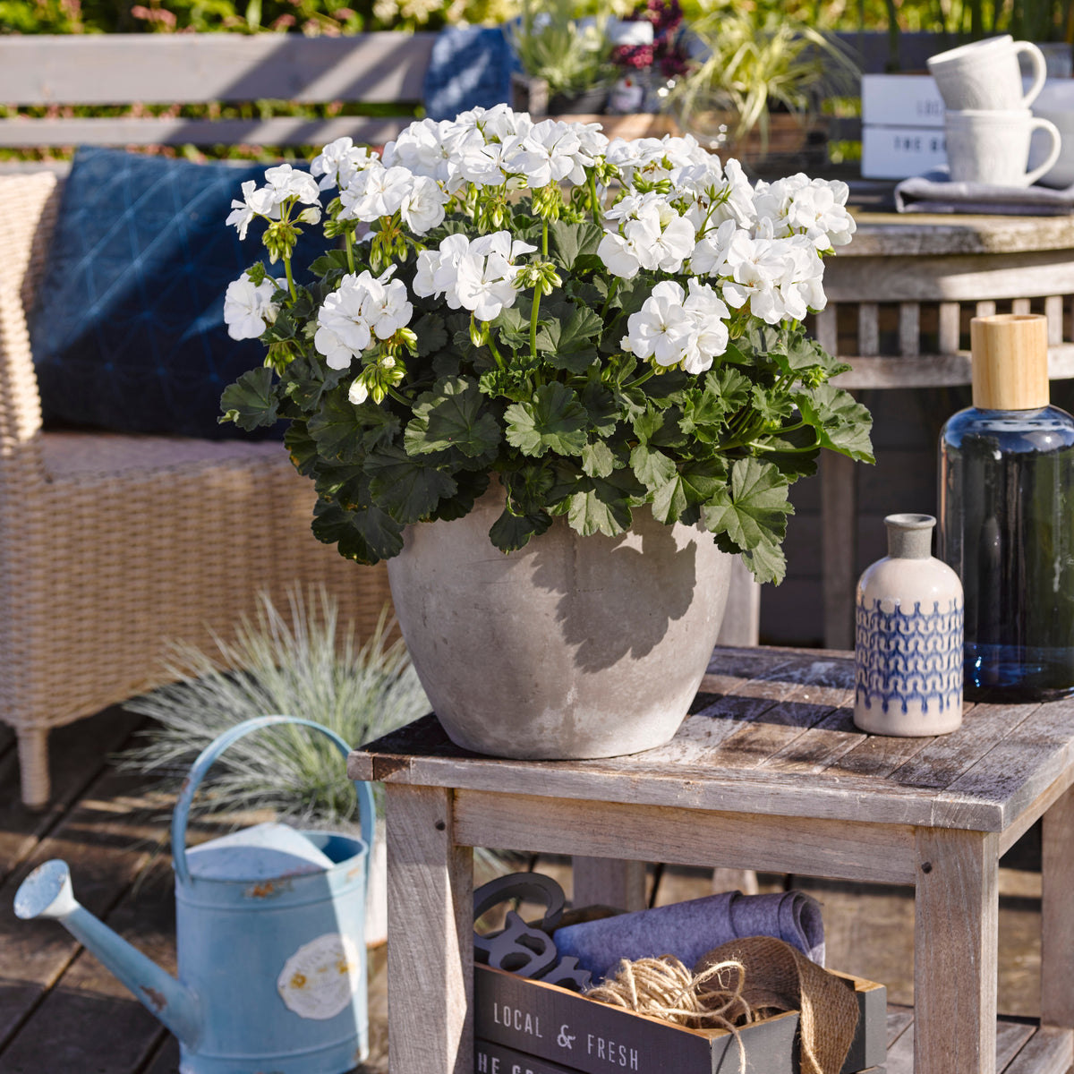 Geranie 'White' - Willemse