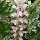 Bärenklau ‘White Water’ - Willemse