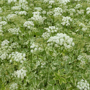 Buntblättriger Giersch - Aegopodium podograria variegatum - Willemse