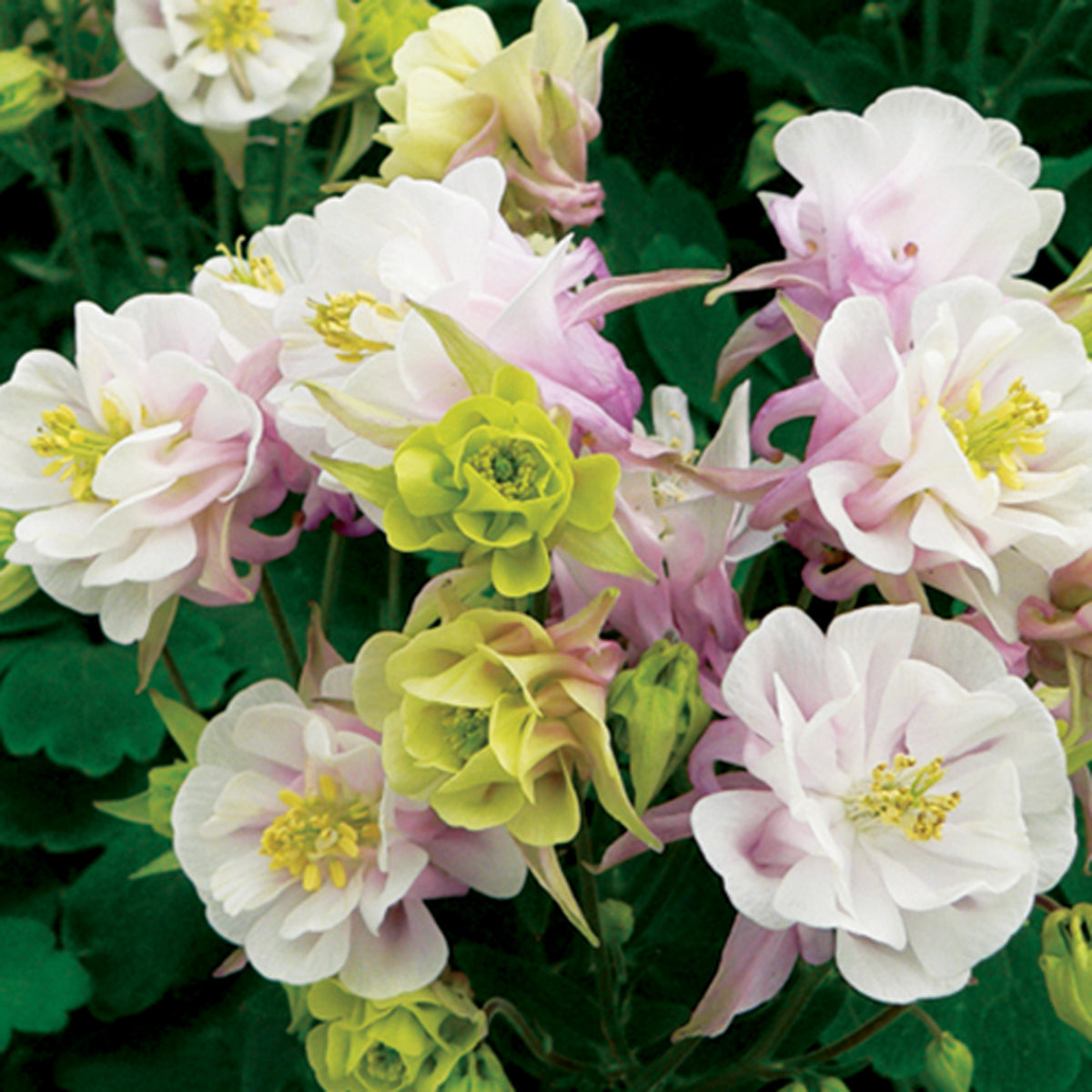 Gefüllt blühende Anekolie Winky Rose White - Willemse