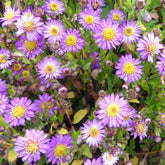 Herbst-Aster ‘Ezo Murazaki’ - Willemse