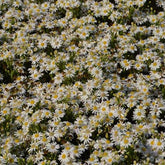 Herbst-Aster ‘Starshine’ - Willemse