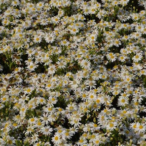 Herbst-Aster ‘Starshine’ - Willemse