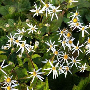 Schleieraster 'Silver Spray' - Willemse