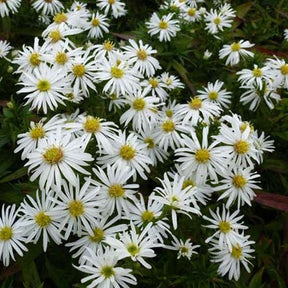 Kissen-Aster 'Kristina' - Willemse