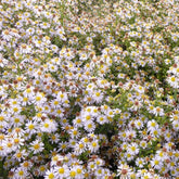 Myrten Aster 'Erlkönig' - Willemse