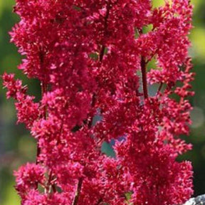 Japanische Astilbe Montgomery - Willemse