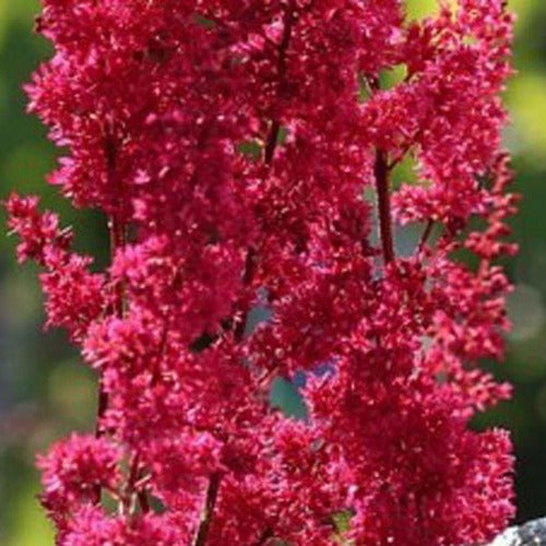 Japanische Astilbe Montgomery - Willemse
