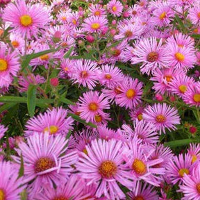 Raublatt-Aster  Rudelsburg - Willemse