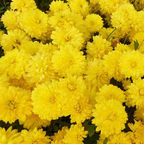 Gartenchrysantheme Citronella - Willemse