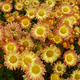 Chrysantheme Letzte Sonne - Willemse