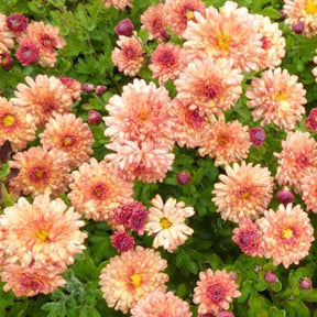Herbst-Chrysantheme, 'Herbstbrokat' - Willemse