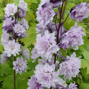 Rittersporn Highlander Cha-Cha - Willemse
