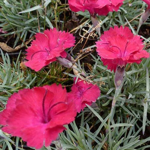 Dianthus gratianopolitanus Badenia - Steinnelke 'Badenia' - Nelken - Dianthus