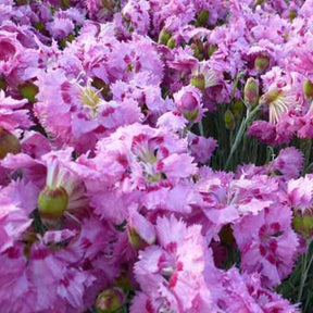 Feder-Nelke 'Maggie' - Willemse