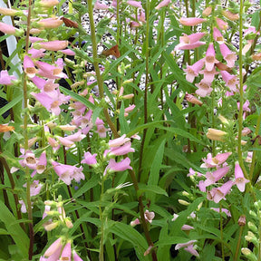 Fingerhut ‘Glory of Roundway’ - Willemse