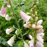 Fingerhut 'Suttons Apricot' - Willemse