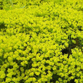 Zypressen-Wolfsmilch Fens Ruby - Euphorbia cyparissias fens ruby - Willemse