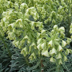 Wolfsmilch ‘Glacier Blue’ - Willemse