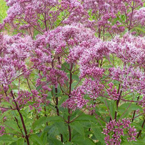 Purpur-Wasserdost ‘Atropurpureum’ - Willemse