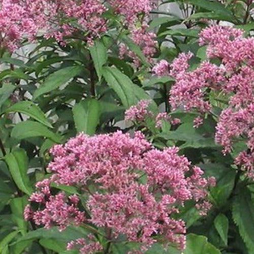 Purpur-Wasserdoste - Willemse