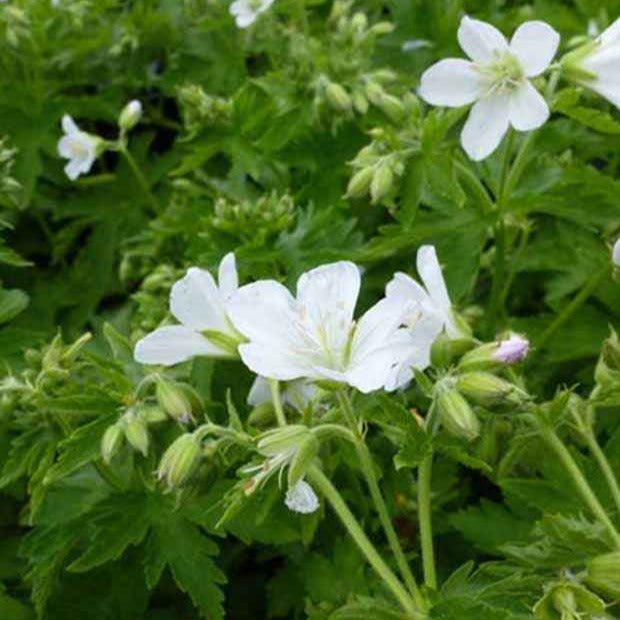 Wald-Storchschnabel Album - Willemse