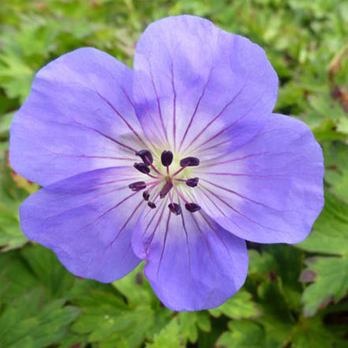 Geranium Azure Rush - Willemse