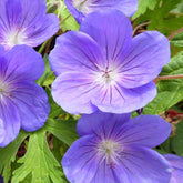 Staudengeranie Eureka Blue - Willemse