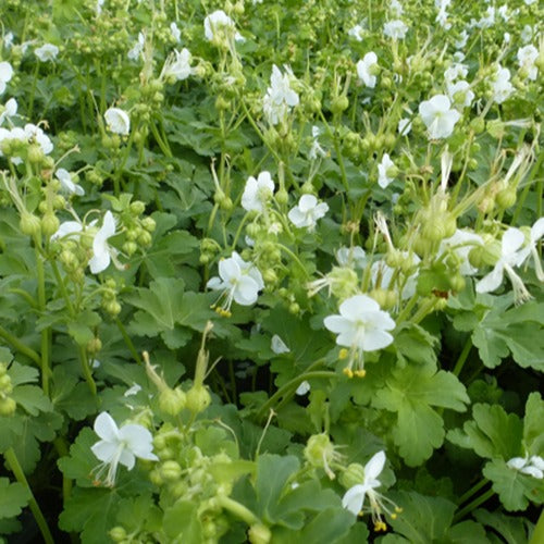 Balkan-Geranium White Ness - Willemse