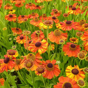 Sonnenbraut Sahins Early Flowerer ® - Willemse