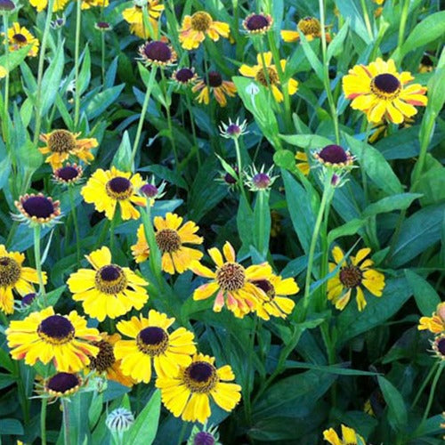 Helenium - Sonnenbraut Wyndley - Helenium wyndley