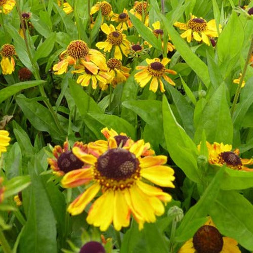 Helenium wyndley - Sonnenbraut Wyndley - Helenium
