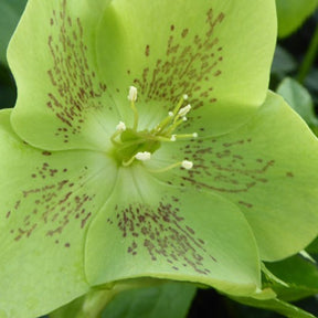 Helleborus orientalis Green Spotted - Lenzrose ‘Green Spotted’ - Christrose - Helleborus